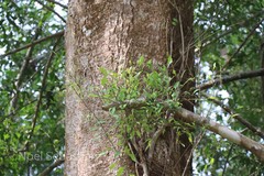 Ficus tinctoria subsp. gibbosa